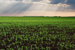 A field of young corn plants under clouds, representing the heavy rain creating challenges for Midwest farmers.