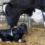 Newborn calf