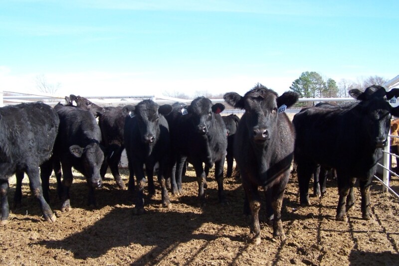 TXAM cattle