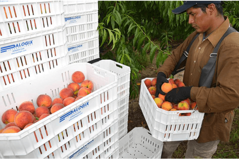 The FFVA is urging the passage of a bill that would give Florida growers some recourse in the event of seasonal dumping.