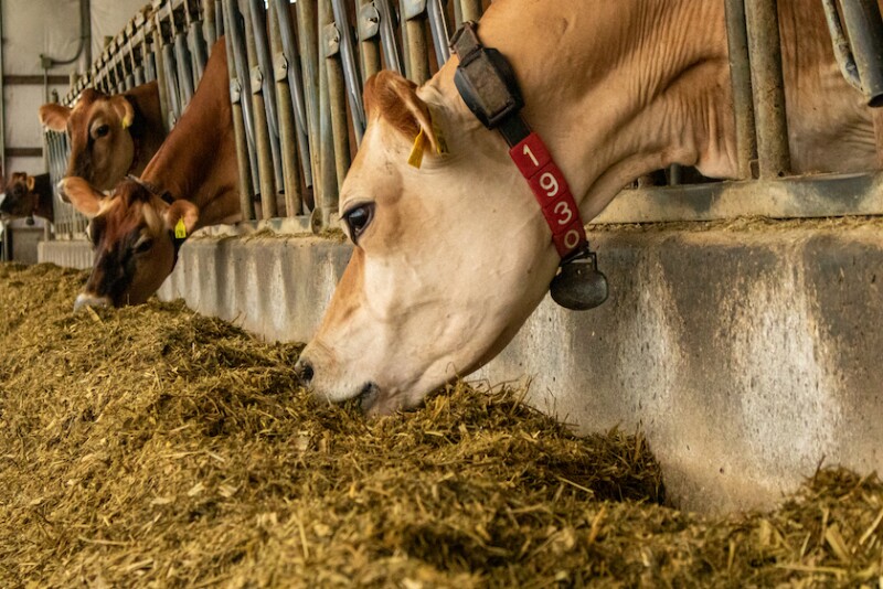 Jersey Cow Feedbunk TMR