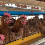 Laying Hens