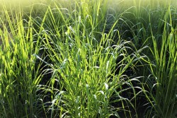 Switchgrass