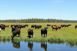 Timmerman Land & Cattle