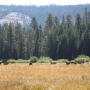 grazing cattle