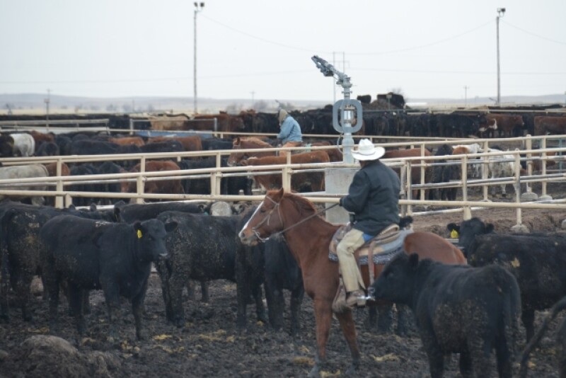 BT_Feedlot_Cowboys