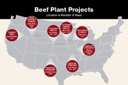 Beef Plant Projects