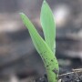 Emerged Corn Iowa