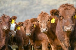 Feeder calves