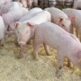 Nursery Pigs