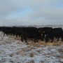 Winter forages should be tested.