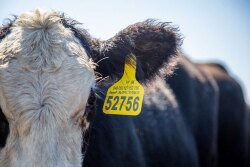 The revised legislative proposals calls for the Secretary to establish five to seven “covered regions” that encompass the entire continental U.S. and that reflect similar fed cattle purchasing practices. 