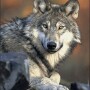 Wolf recovery is a controversial issue.