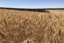 A copious winter wheat crop in northern Oregon was in the wildfire's path this week, resulting in thousands of acres destroyed from the fire. 
