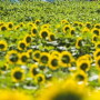 sunflowers