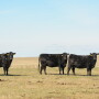  Consumers have proven they’re willing to pay the "Porsche price," but if the eating experience doesn’t match, then that brand of beef will get scratched off the buy-again list, Robbi Pritchard said.
