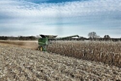Corn Harvest, Jackson County, Iowa