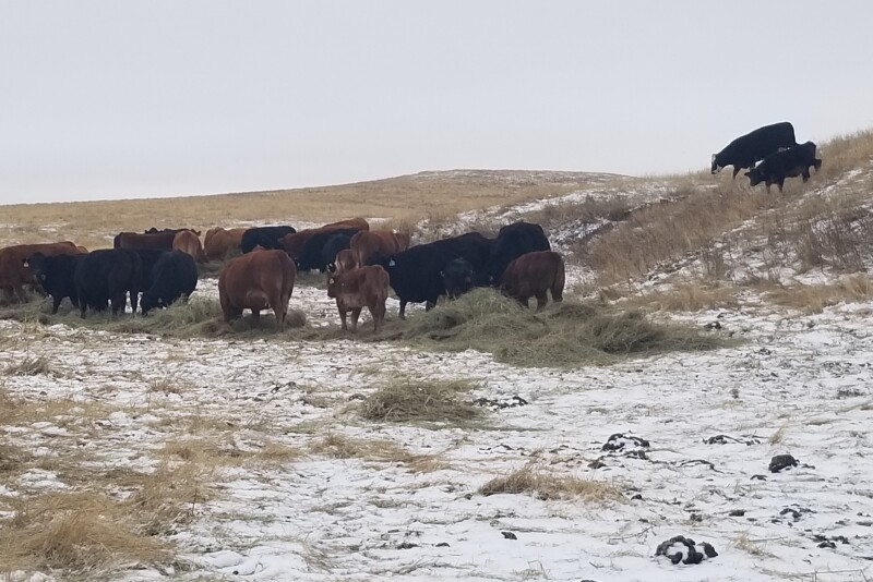 feeding-hay.NDSU_.jpg