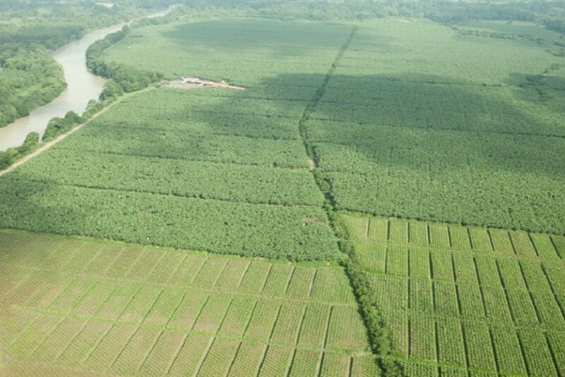 Chiquita