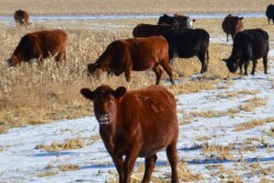Beef_Cattle_Corn_Stalks