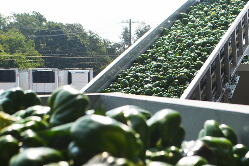 Truckload of harvested green bell peppers