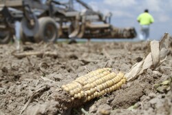 Farmer in Mississippi