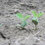 young soybeans