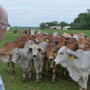 Dr. Ron Randel, Texas A&M AgriLife Research physiologist looks over a herd of purebred Brahman heifers at the North Farm near the Texas A&M AgriLife Research and Extension Center in Overton. 