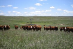 “There is no such thing as low-carbon beef. No food choice results in more greenhouse gas emissions than beef,” says the Environmental Working Group's Scott Faber, after petitioning USDA to prohibit such beef claims.
