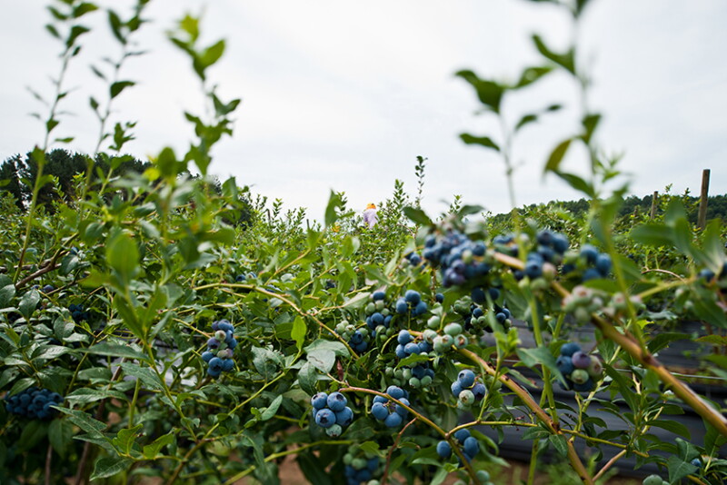 Chilean blueberries ripening on the bush.