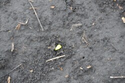 What is your seed quality?