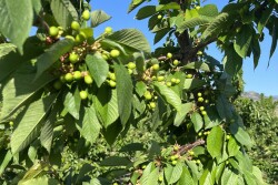 Early, unripened cherry fruit on a tree