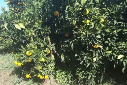 Spanish clementines