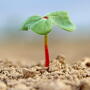 Miller manufactures Cytokin and Cytoplex HMS plant growth regulators
