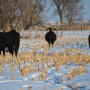 Snow_Cows_Grazing_Corn_Stalks