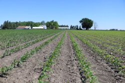 This strip trial contrasts SO4 (sulfur) on the left vs no sulfur on the right. 