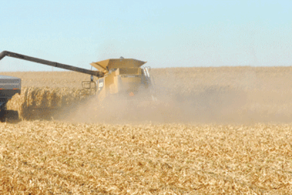 corn harvest