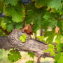 Sun World expands grape business in Australia.