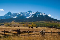 Cattle near mountain