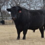 BT_Angus_Bull