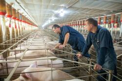 Pork producers with sows