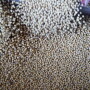 Soybeans fall into a bin as a trailer is filled at a farm in Buda, Illinois, U.S., July 6, 2018. REUTERS/Daniel Acker