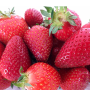 Lumina strawberry variety