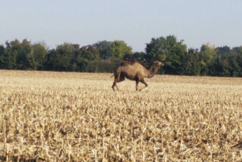 On Sept. 30, Macon Country Sheriff's office in central Illinois had unique task of rounding up a camel.