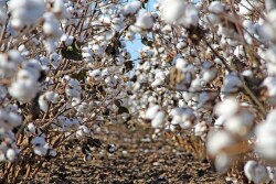 Ed Barnes, senior director of Agriculture and Environmental Research at Cotton Incorporated, says technological change is occurring at a rapid pace. “The technology to do all these things is already here,” Barnes adds. “We want to piece it together.”
