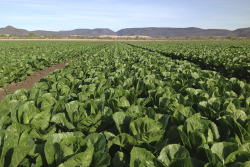 Tanimura and Antle romaine field