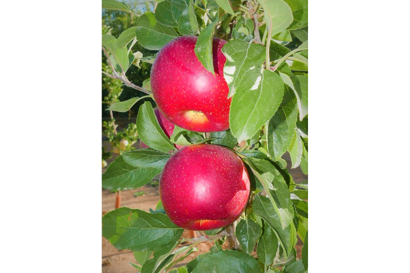 Test plantings of the HOT84A1 apple variety is expected in the U.S. in a few years.