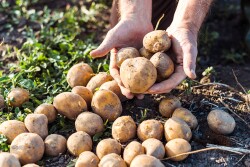 Potatoes harvested in a field