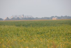 Scout for soybean diseases.