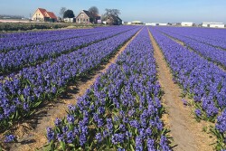 The Netherlands is the most-expensive country to buy farmland in Europe.